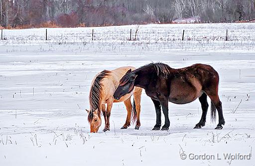 Shoulder Nuzzle_P1020206.jpg - Two Horses photographed near Jasper, Ontario, Canada.